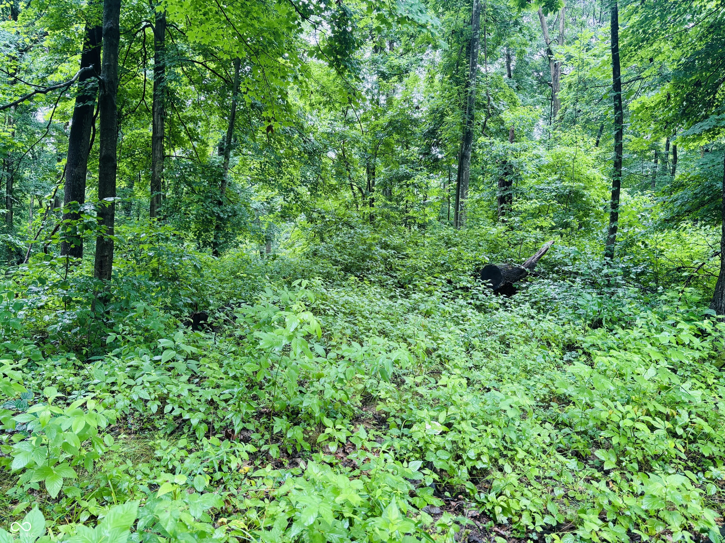 0 Laurel Road Laurel, IN 47024 - Photo 13 of 17