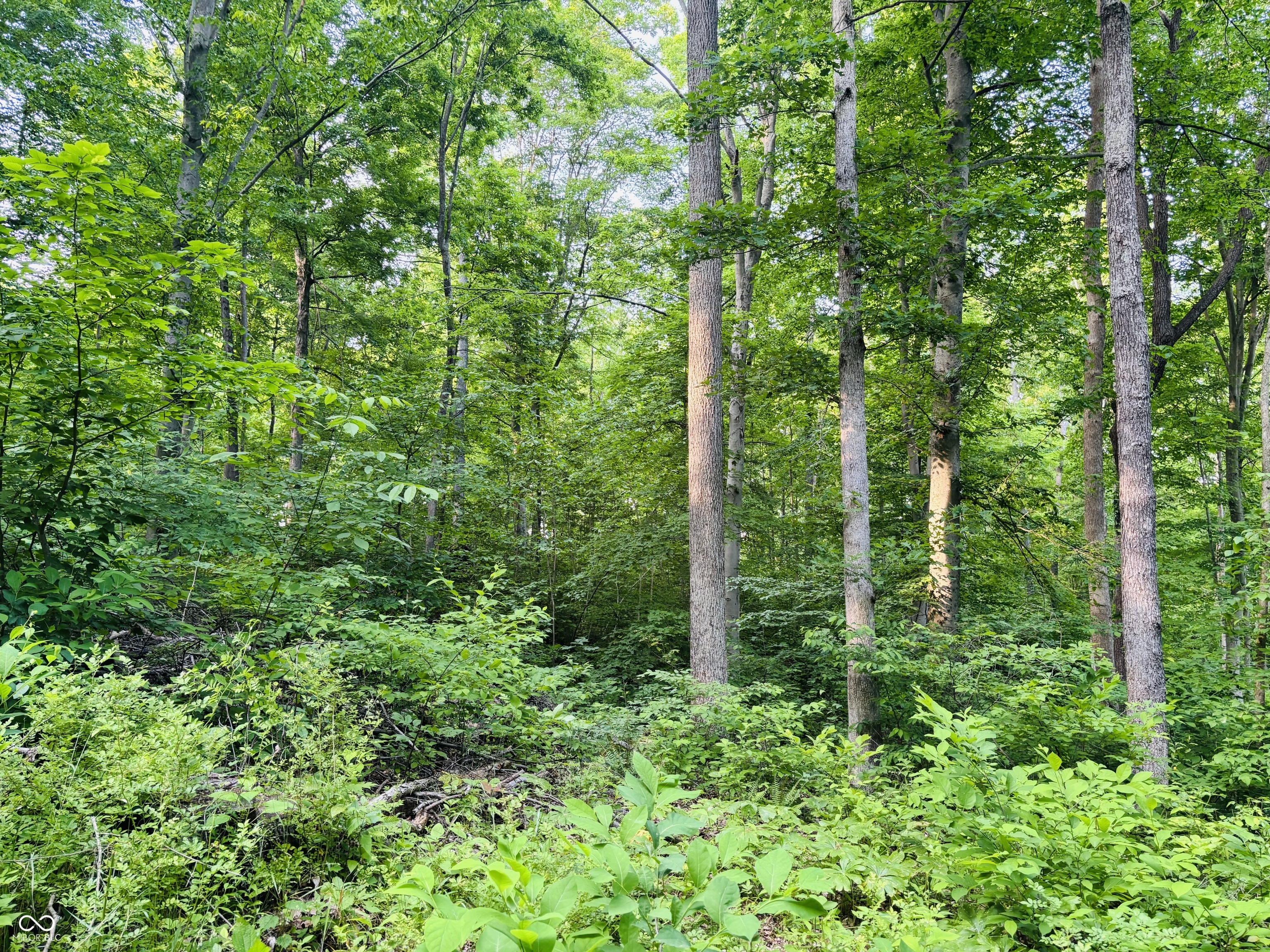 0 Laurel Road Laurel, IN 47024 - Photo 7 of 17