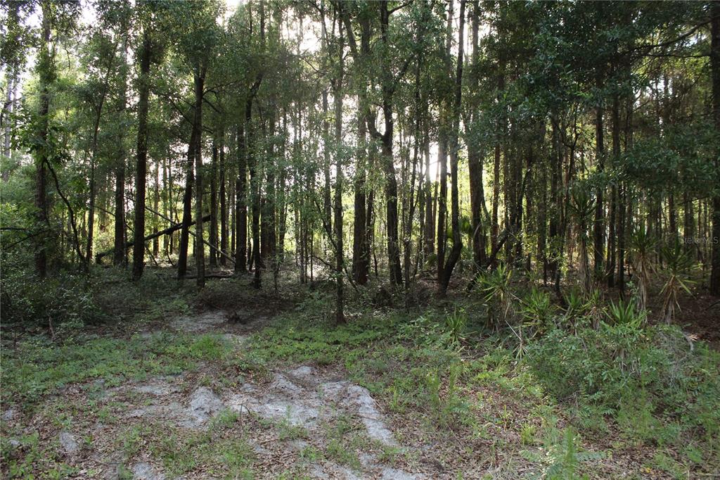 15821 Redbird Road Archer, FL 32618 - Photo 14 of 22
