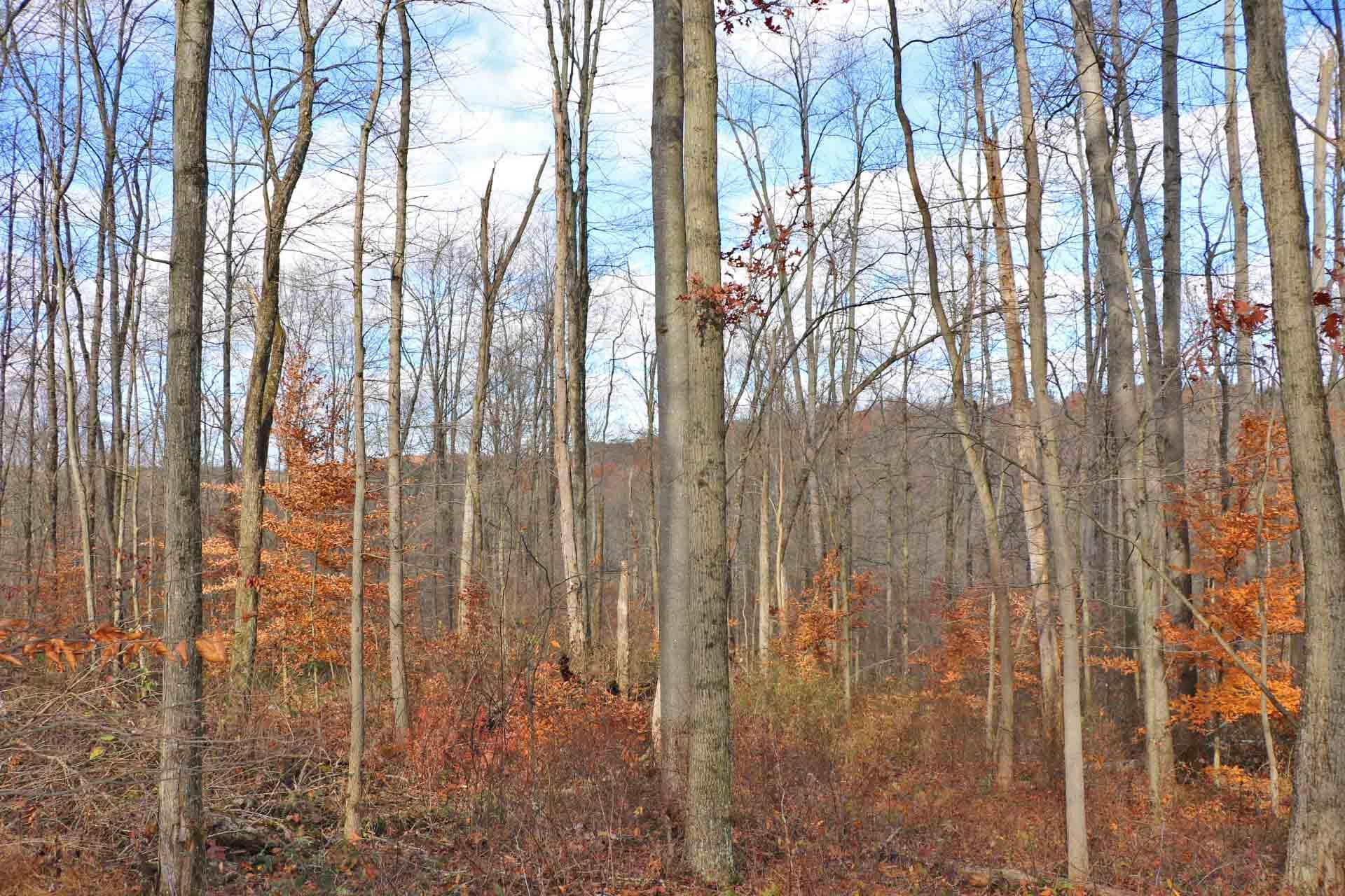 0 Brush Run Road Walhonding, OH 43843 - Photo 3 of 4 0E4A2317