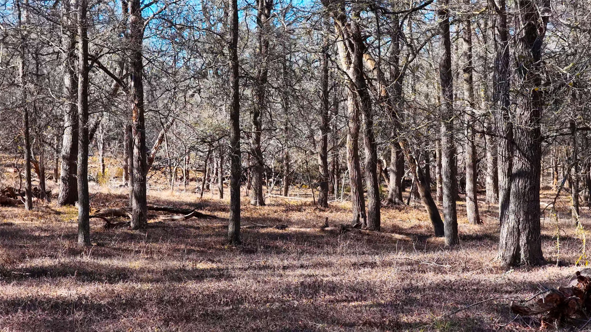 Tbd Lytton Lane Dale, TX 78616 - Photo 4 of 23 a view of outdoor space with lots of trees