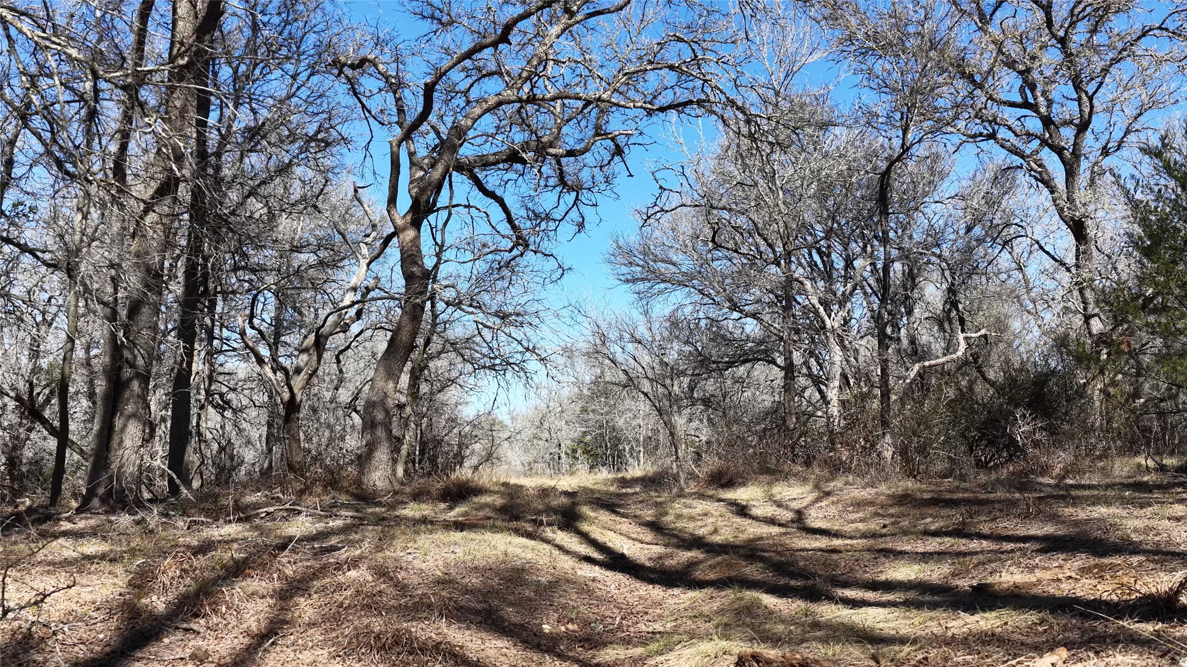 Tbd Lytton Lane Dale, TX 78616 - Photo 9 of 23 a view of a yard with trees