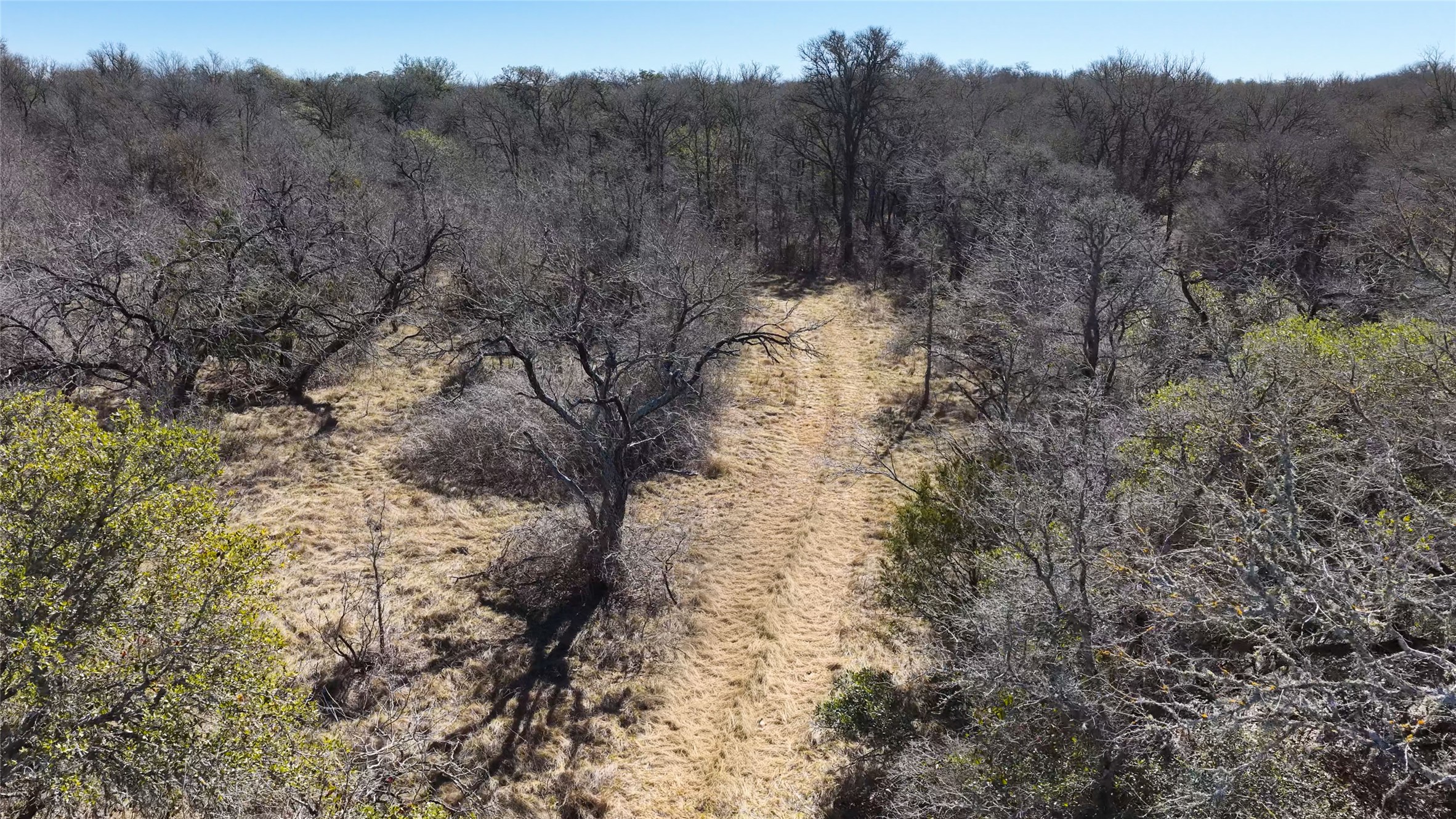 Tbd Lytton Lane Dale, TX 78616 - Photo 10 of 23 a view of a forest with lots of trees