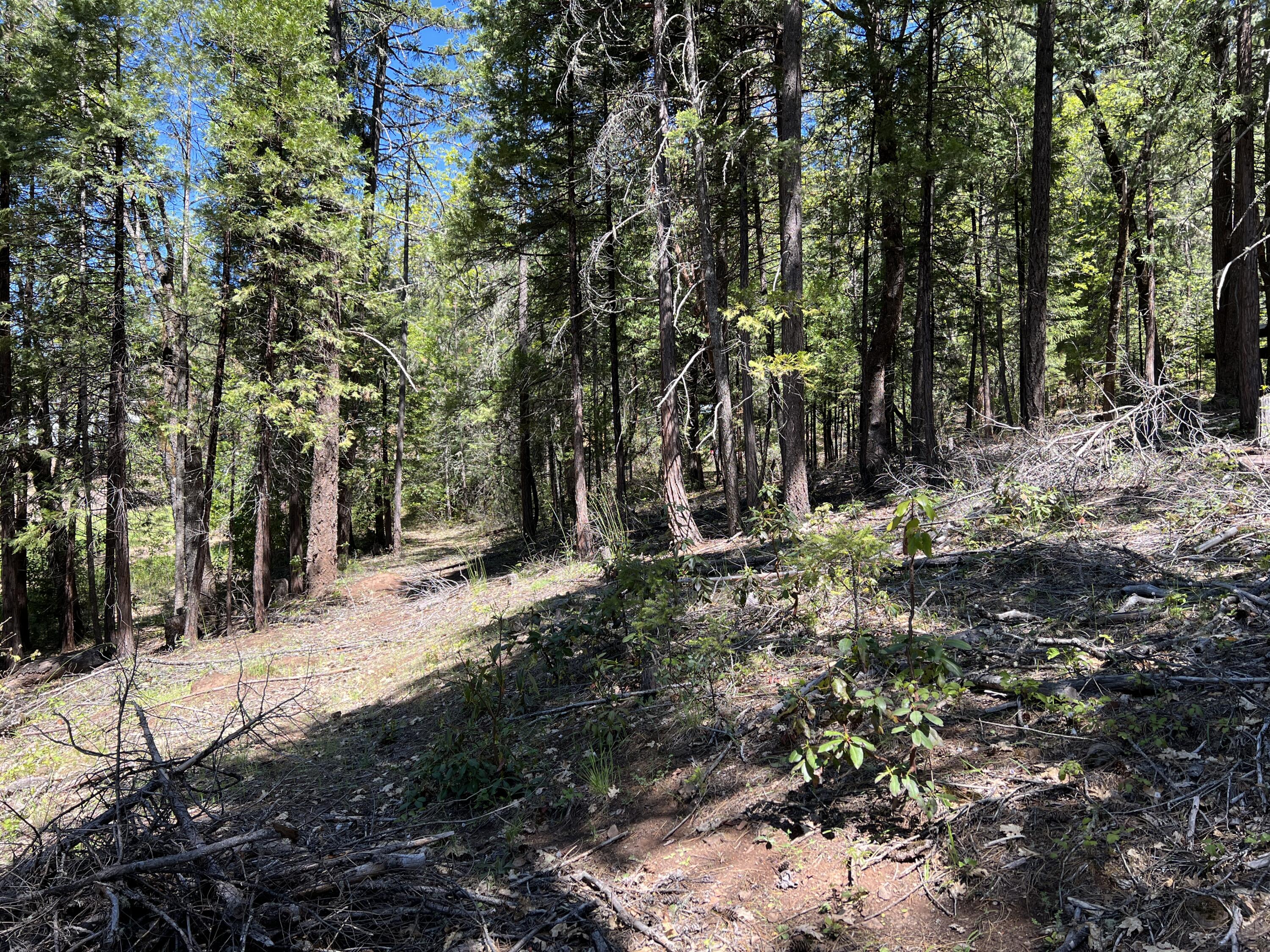 347 Flounce Rock Road Prospect, OR 97536 - Photo 10 of 12 IMG_2310