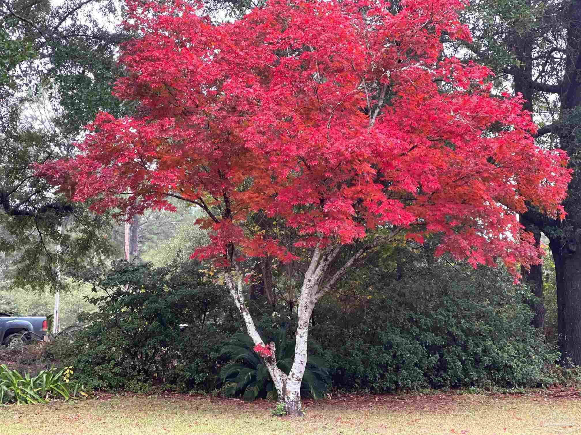 5645 Windham Road Milton, FL 32570 - Photo 38 of 40 a picture of trees
