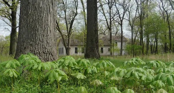 a view of a yard with a tree