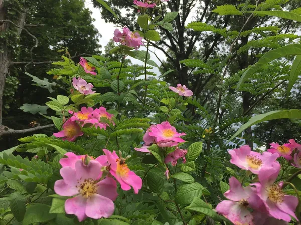 a picture of flowers