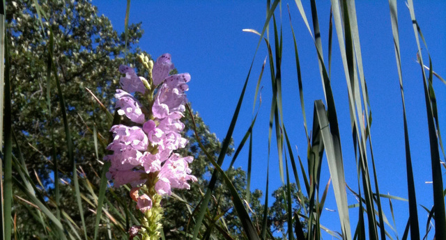 26376 North Farwell Road Mettawa, IL 60045 - Photo 24 of 30 a picture of flowers