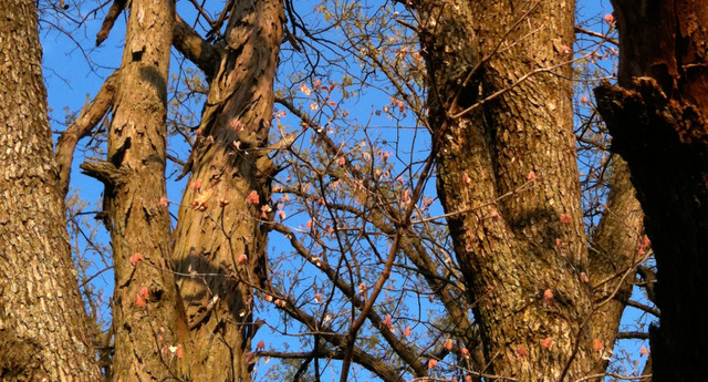 26376 North Farwell Road Mettawa, IL 60045 - Photo 26 of 30 a picture of tree