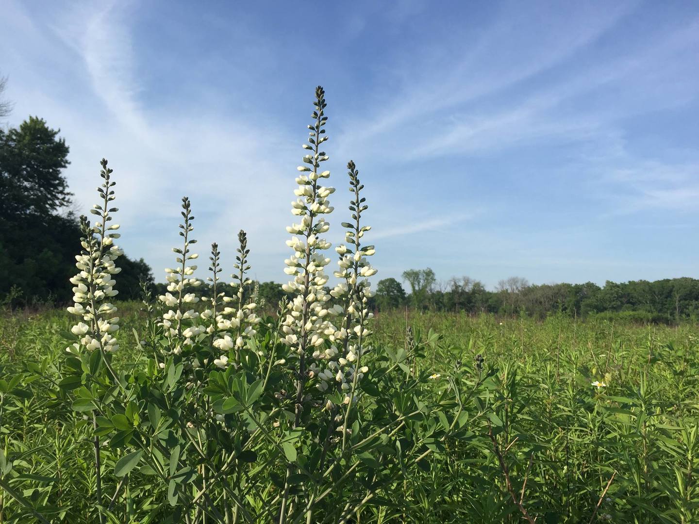 26376 North Farwell Road Mettawa, IL 60045 - Photo 29 of 30 a view of a green field with lots of bushes