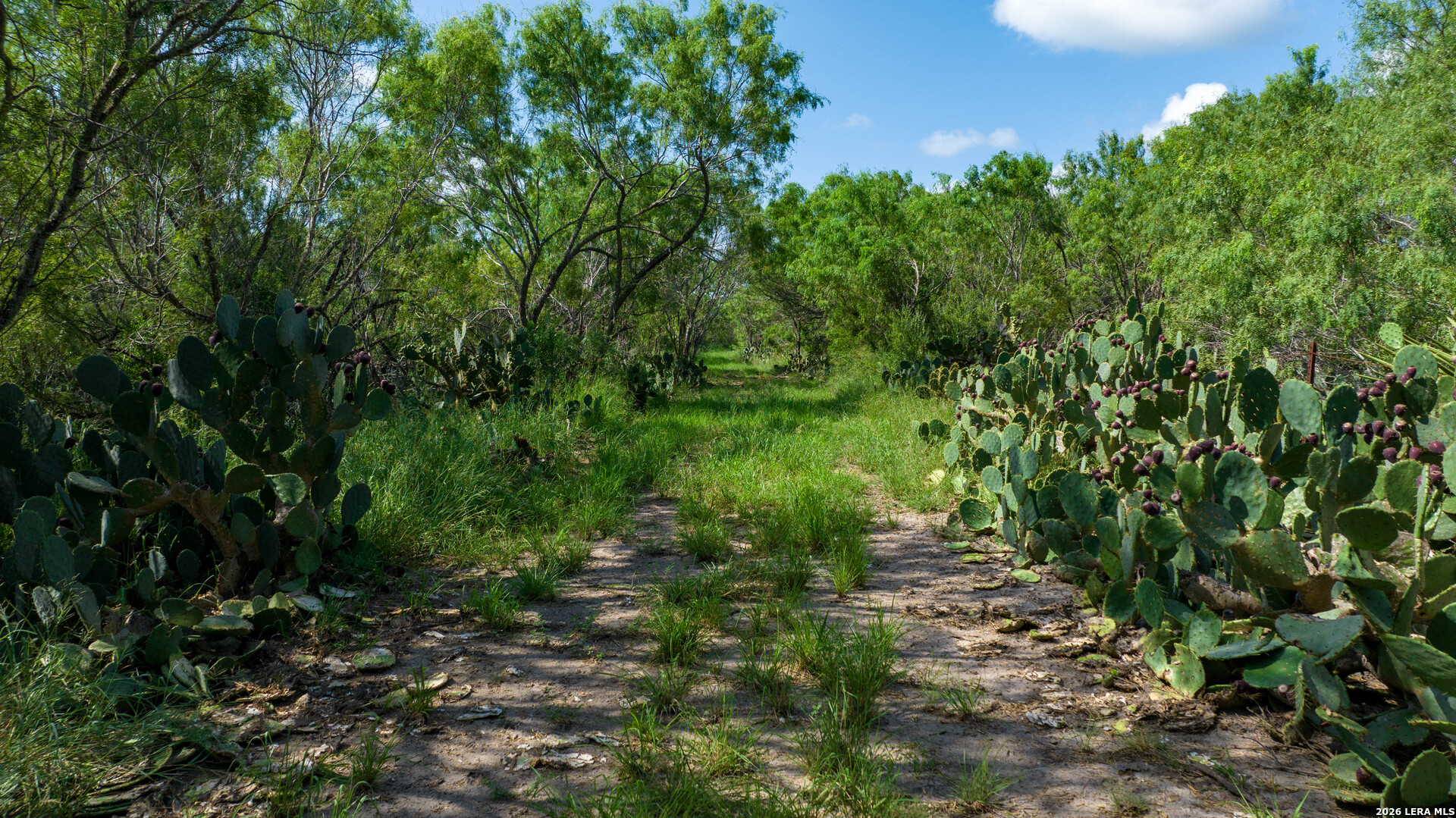 0 Cr 241 Three Rivers, TX 78071 - Photo 3 of 19