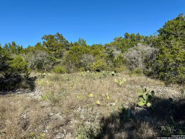 a view of a forest with a tree in a background