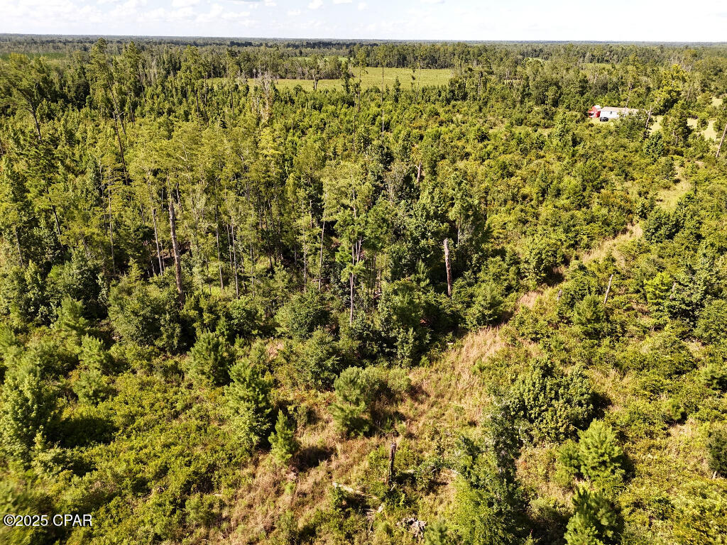 20 Scott Church Road Marianna, FL 32448 - Photo 8 of 18 Gallery Image 8