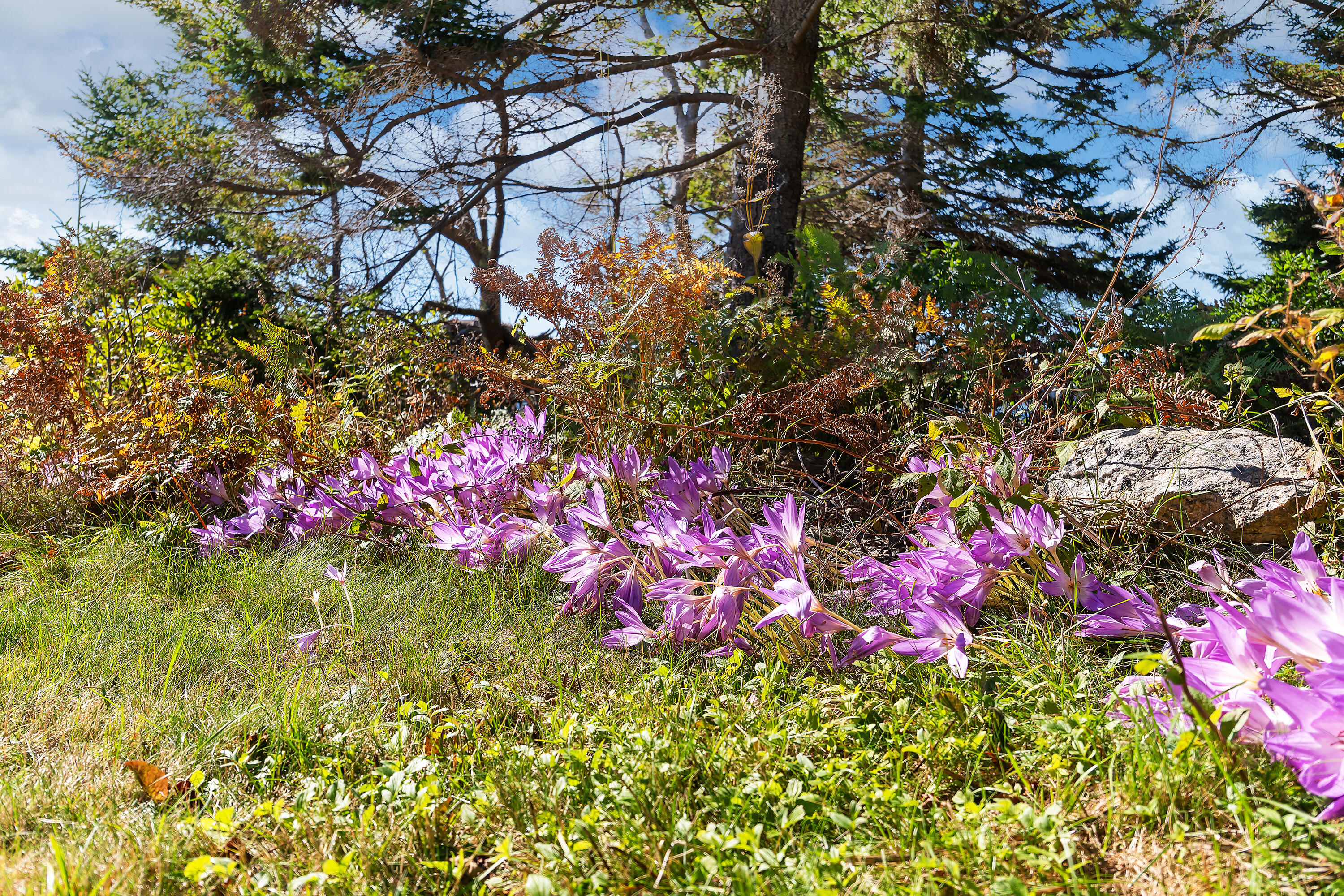 12 Long Island Georgetown, ME 04548 - Photo 83 of 122 Gilbert Head Long Is_201