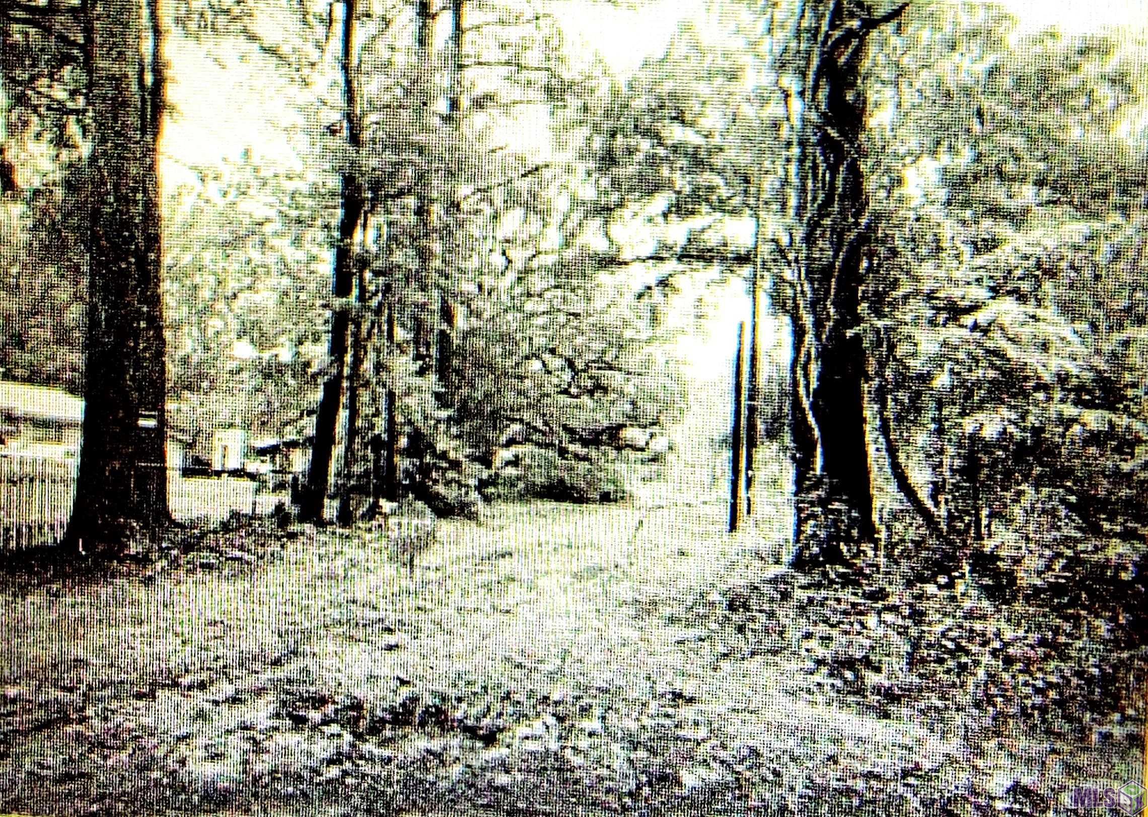 Tbd Chemekette Road Robert, LA 70455 - Photo 4 of 5