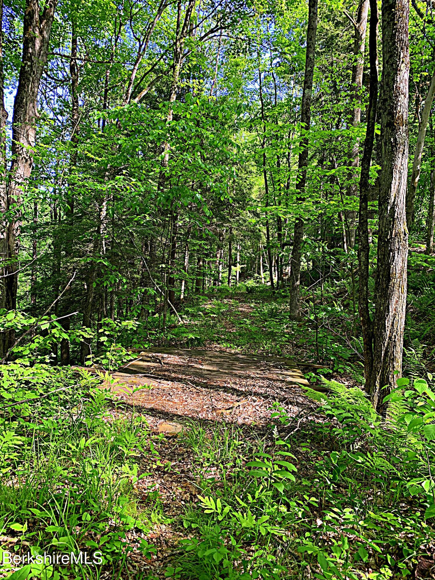 80 Town Hill Road Middlefield, MA 01011 - Photo 28 of 44 a view of a yard with plants and large trees