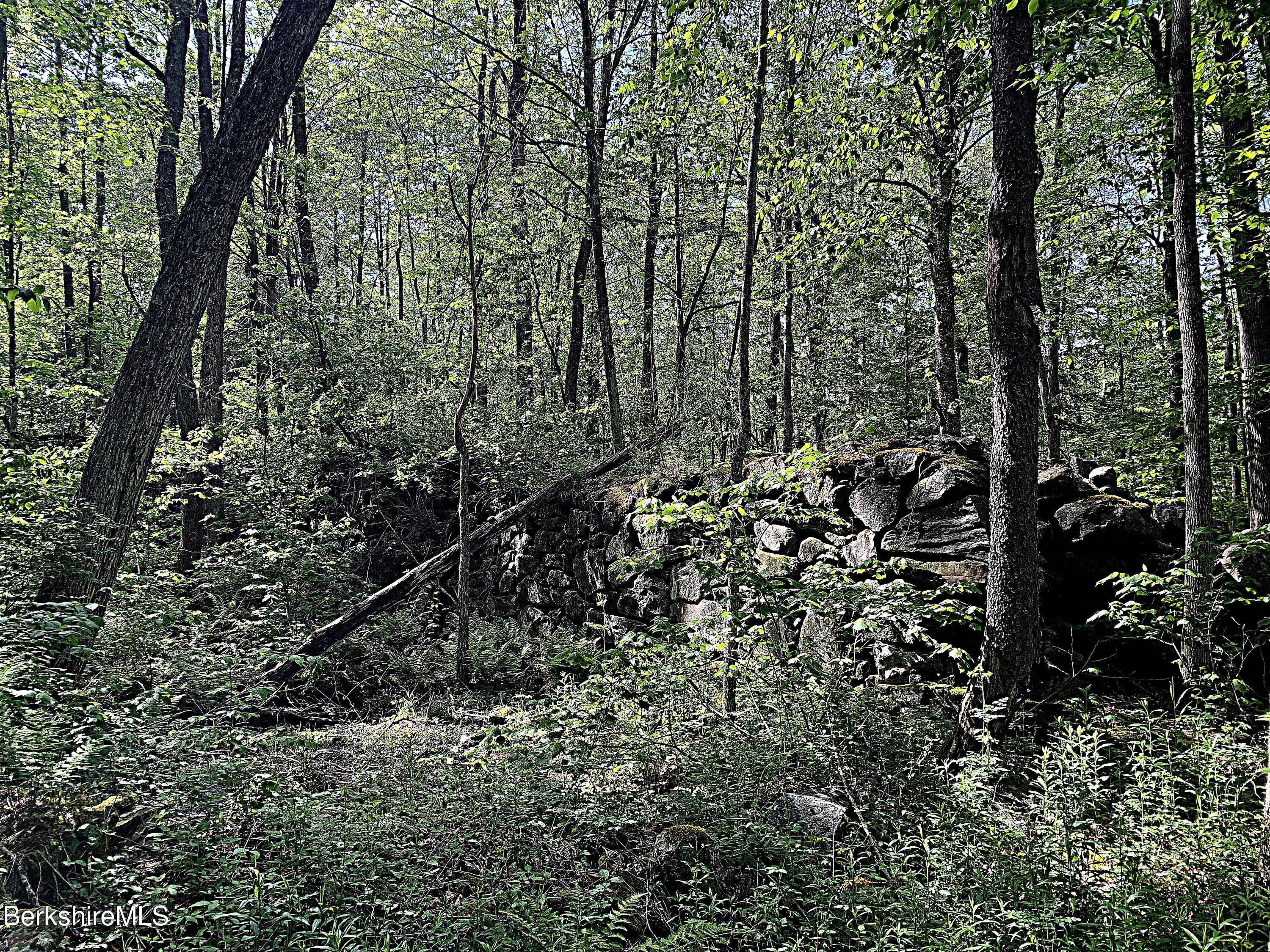 80 Town Hill Road Middlefield, MA 01011 - Photo 30 of 44 a view of a forest with trees