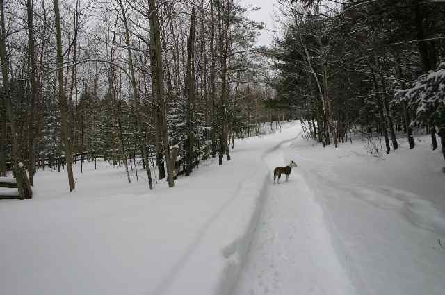 209 Broome Center Road Gilboa, NY 12076 - Photo 3 of 11 Photo 3