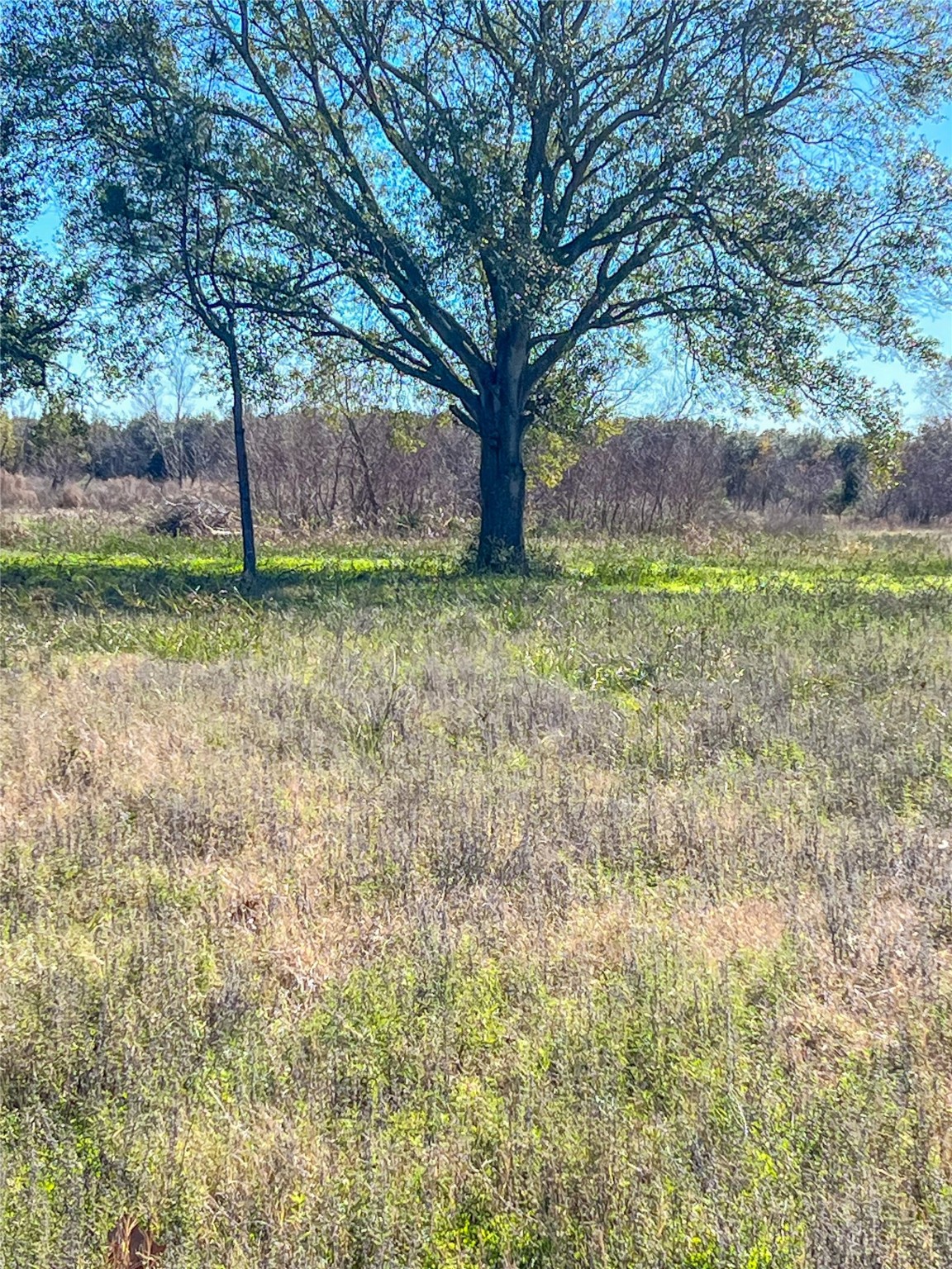 16839 Grant Road Cypress, TX 77429 - Photo 3 of 15 a view of backyard with tree