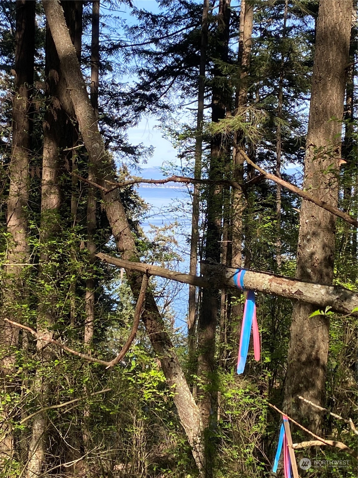 2861 Aiston Creek Road Lummi Island, WA 98262 - Photo 2 of 9 a picture of tree