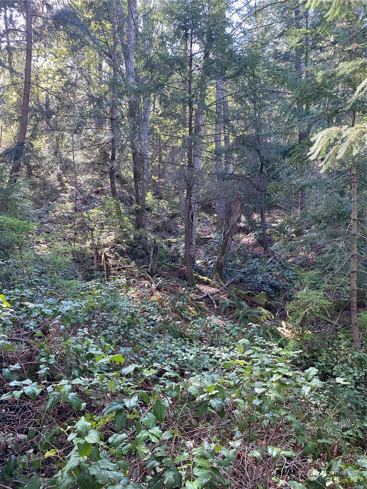 2861 Aiston Creek Road Lummi Island, WA 98262 - Photo 4 of 9 a view of a forest with a tree