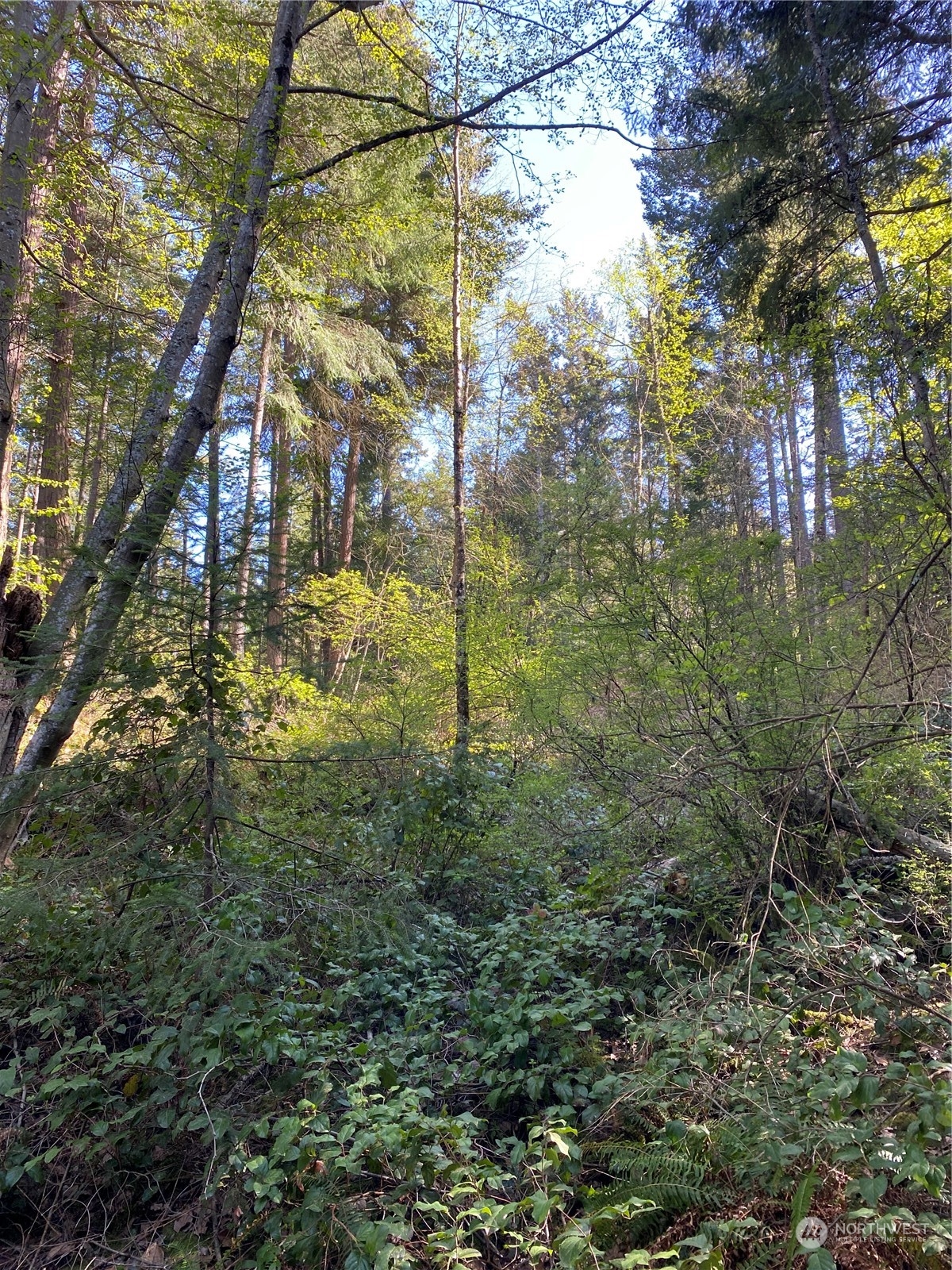 2861 Aiston Creek Road Lummi Island, WA 98262 - Photo 5 of 9 a view of a yard