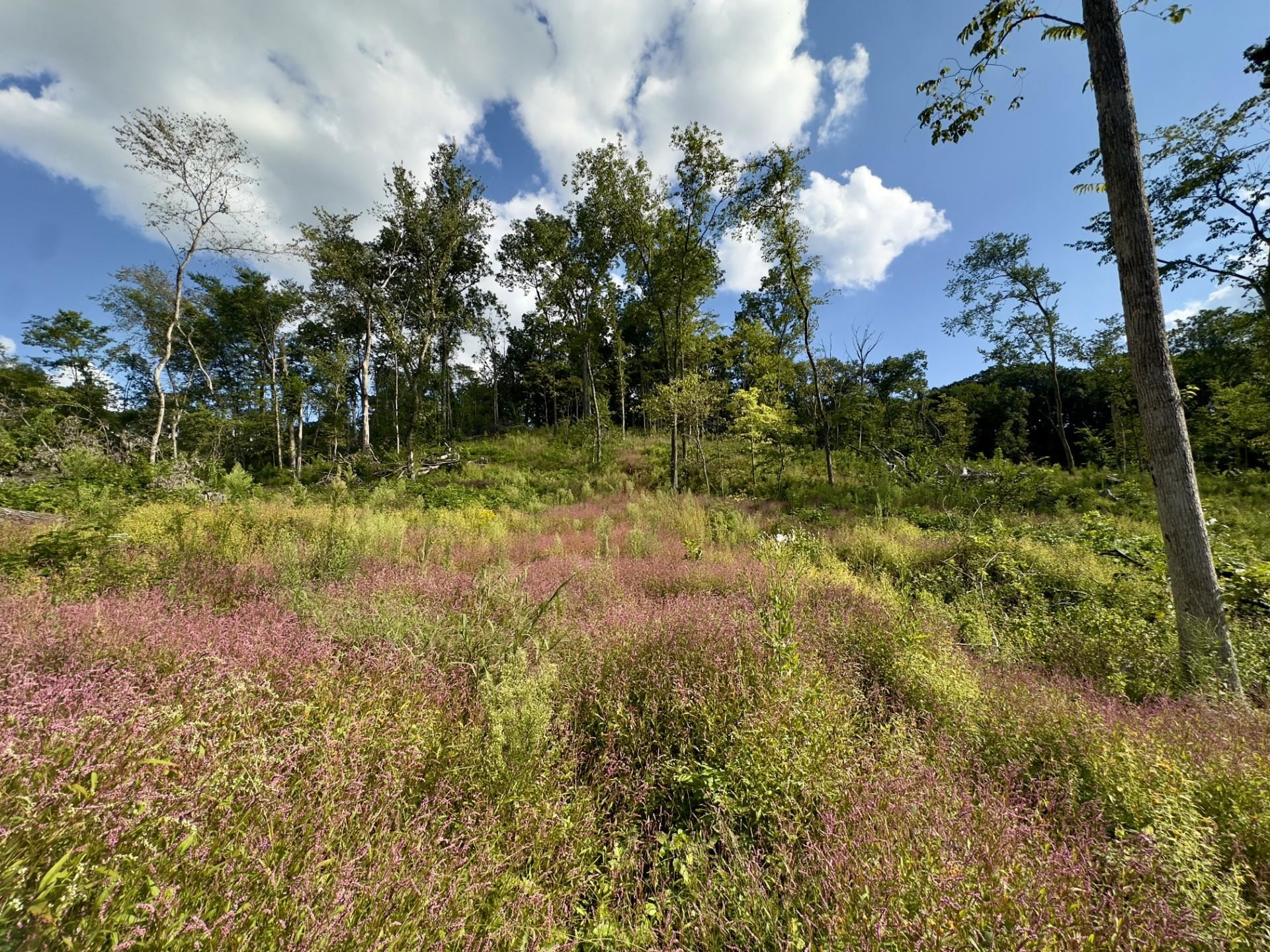 14094 Three Mile Road Savanna, IL 61074 - Photo 15 of 22 a view of outdoor space and trees