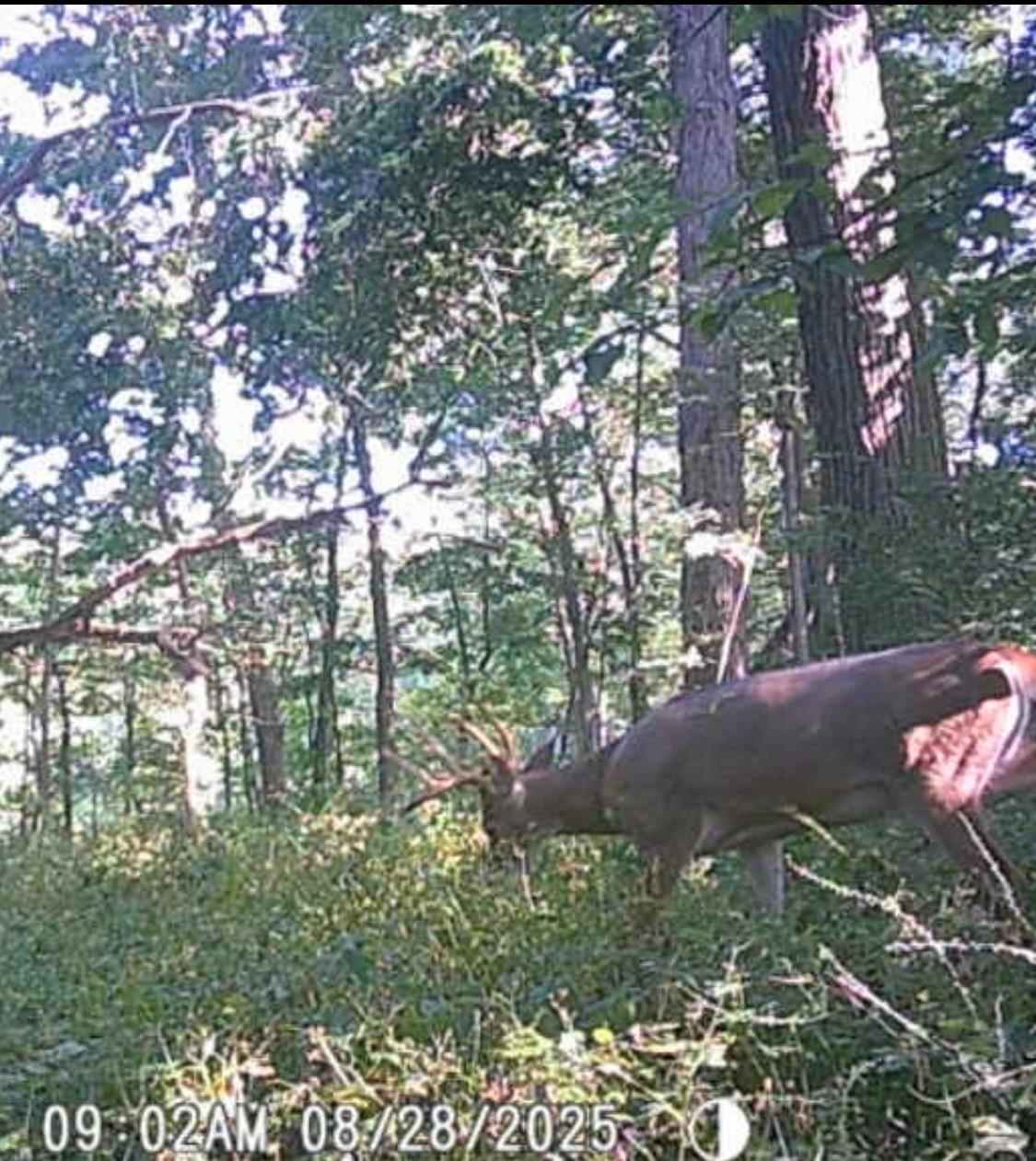14094 Three Mile Road Savanna, IL 61074 - Photo 18 of 22 a backyard of a house with lots of green space