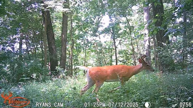 a backyard of a house with lots of green space and fog