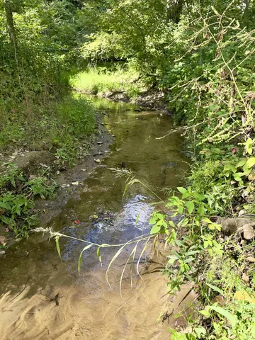 a view of a lake with a tree