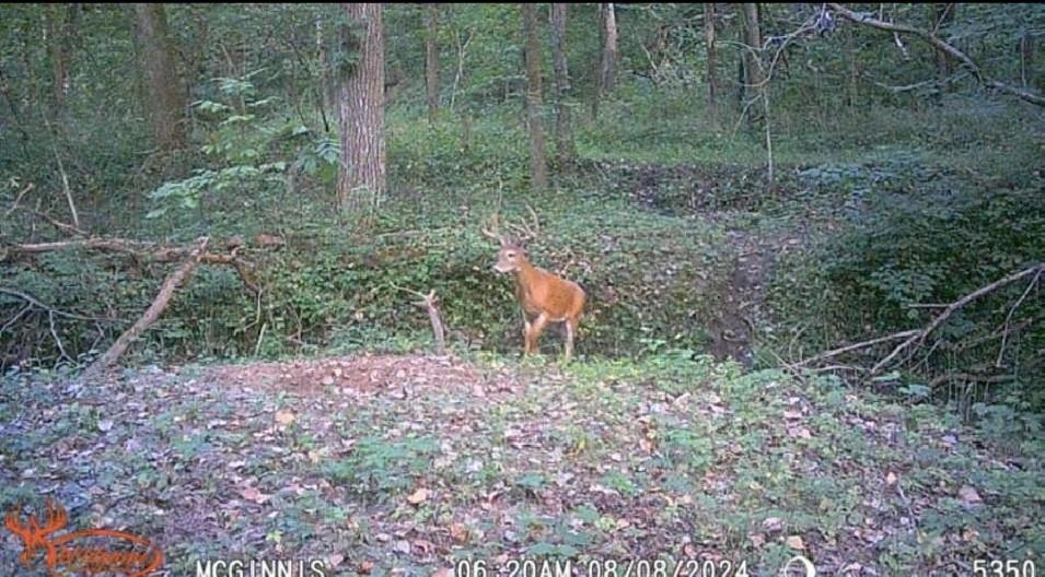 14094 Three Mile Road Savanna, IL 61074 - Photo 22 of 22 a backyard of a house with lots of green space and fog