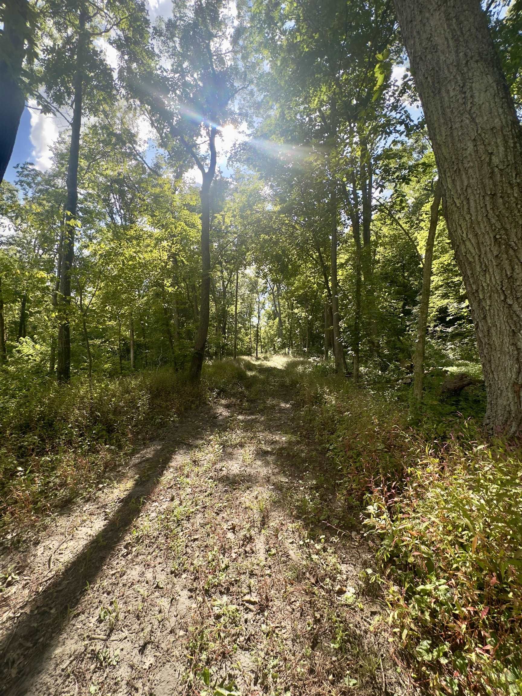 14094 Three Mile Road Savanna, IL 61074 - Photo 10 of 22 a view of a yard with plants and large trees
