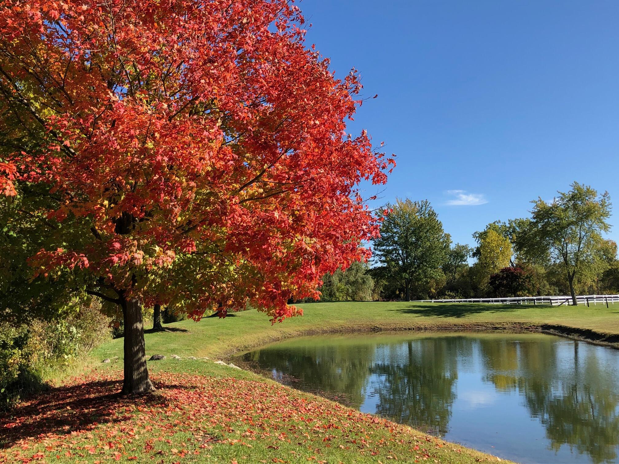 1246 Rose Center Road Fenton, MI 48430 - Photo 107 of 133 Pond_fall1