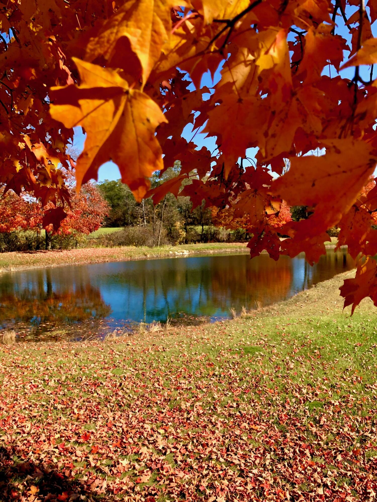 1246 Rose Center Road Fenton, MI 48430 - Photo 108 of 133 Pond_fall3