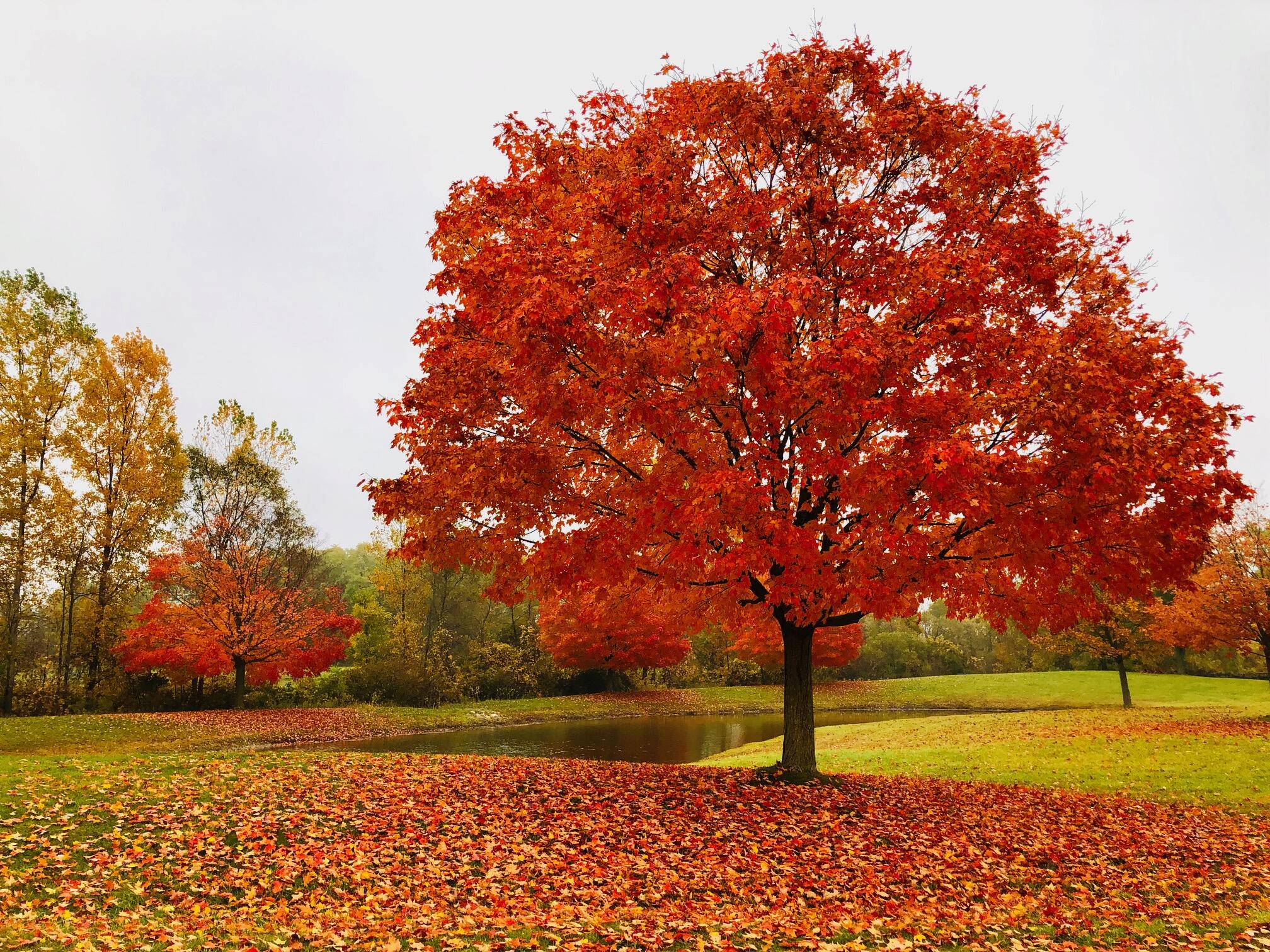 1246 Rose Center Road Fenton, MI 48430 - Photo 110 of 133 Pond_fall2