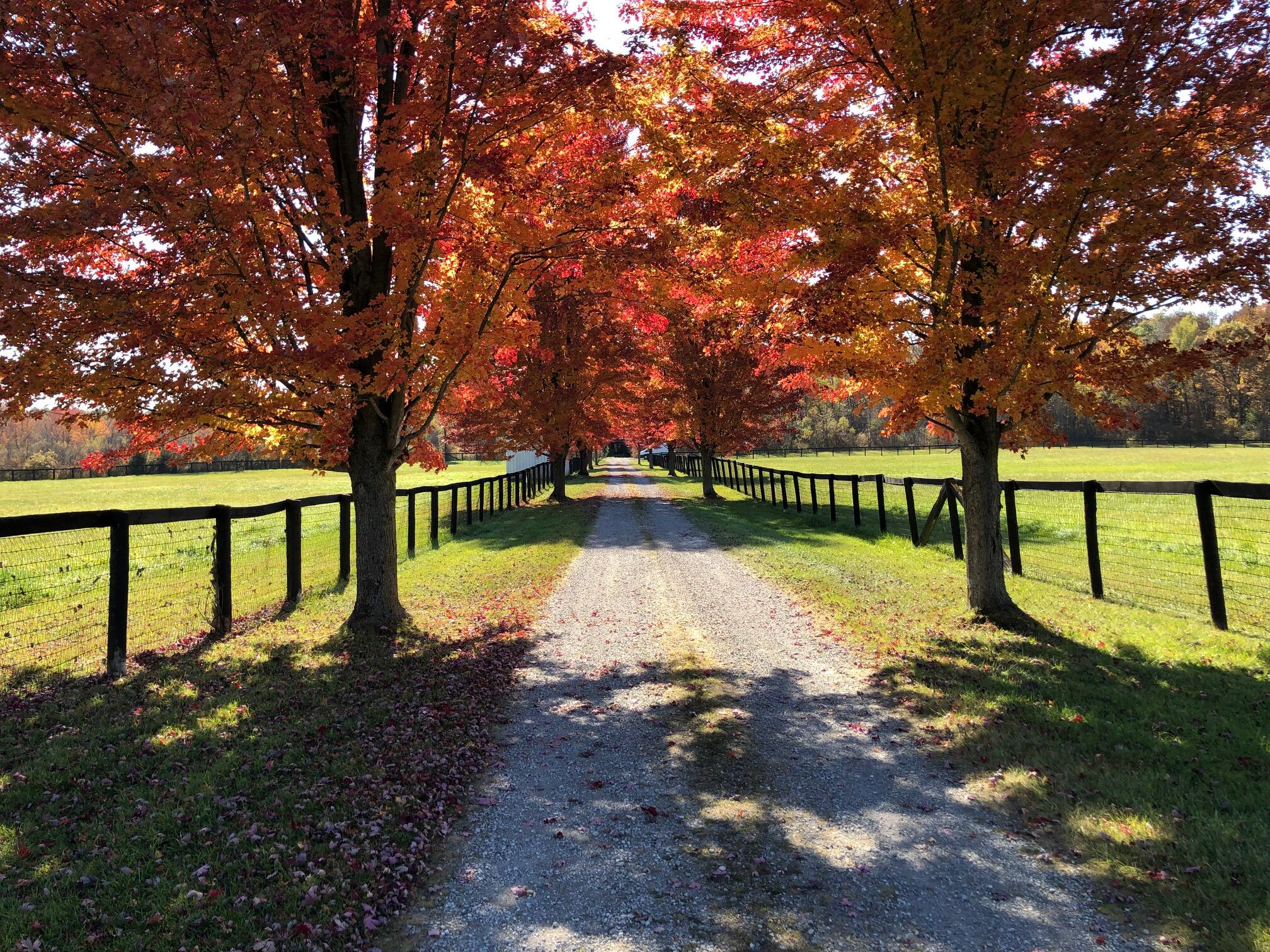 1246 Rose Center Road Fenton, MI 48430 - Photo 114 of 133 Driveway