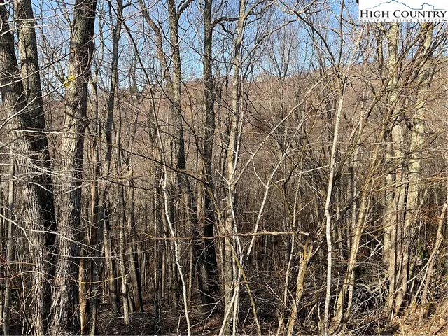 a view of a forest with trees