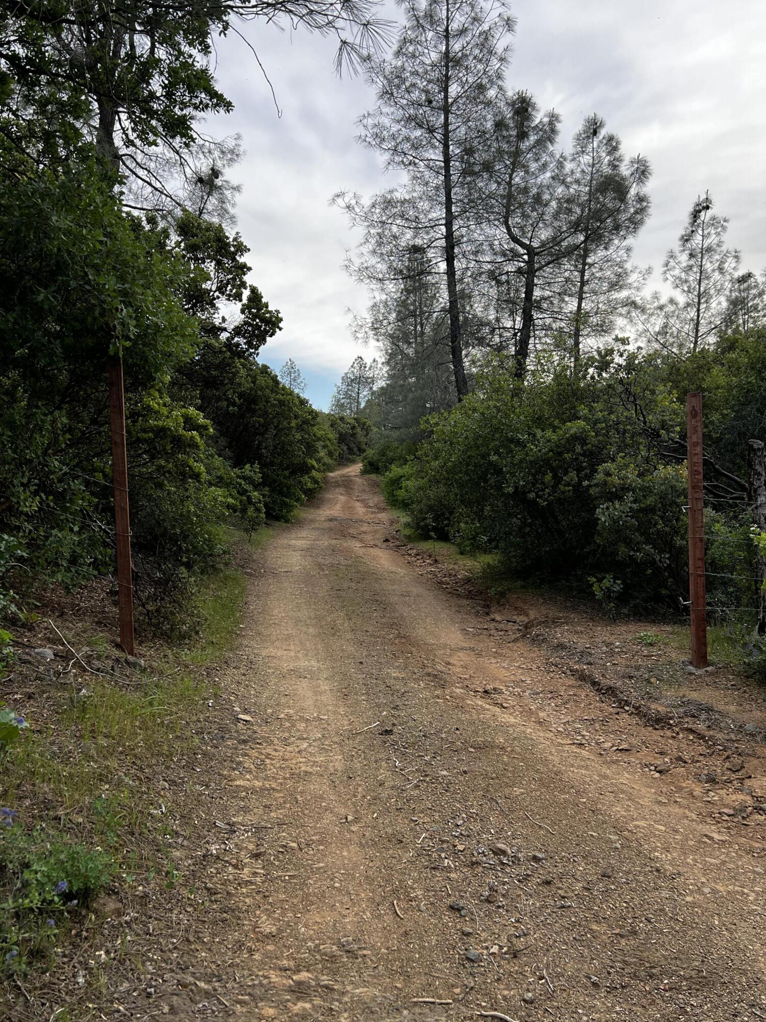 60-acres Donkey Mine Road Oak Run, CA 96069 - Photo 3 of 9 IMG_5359