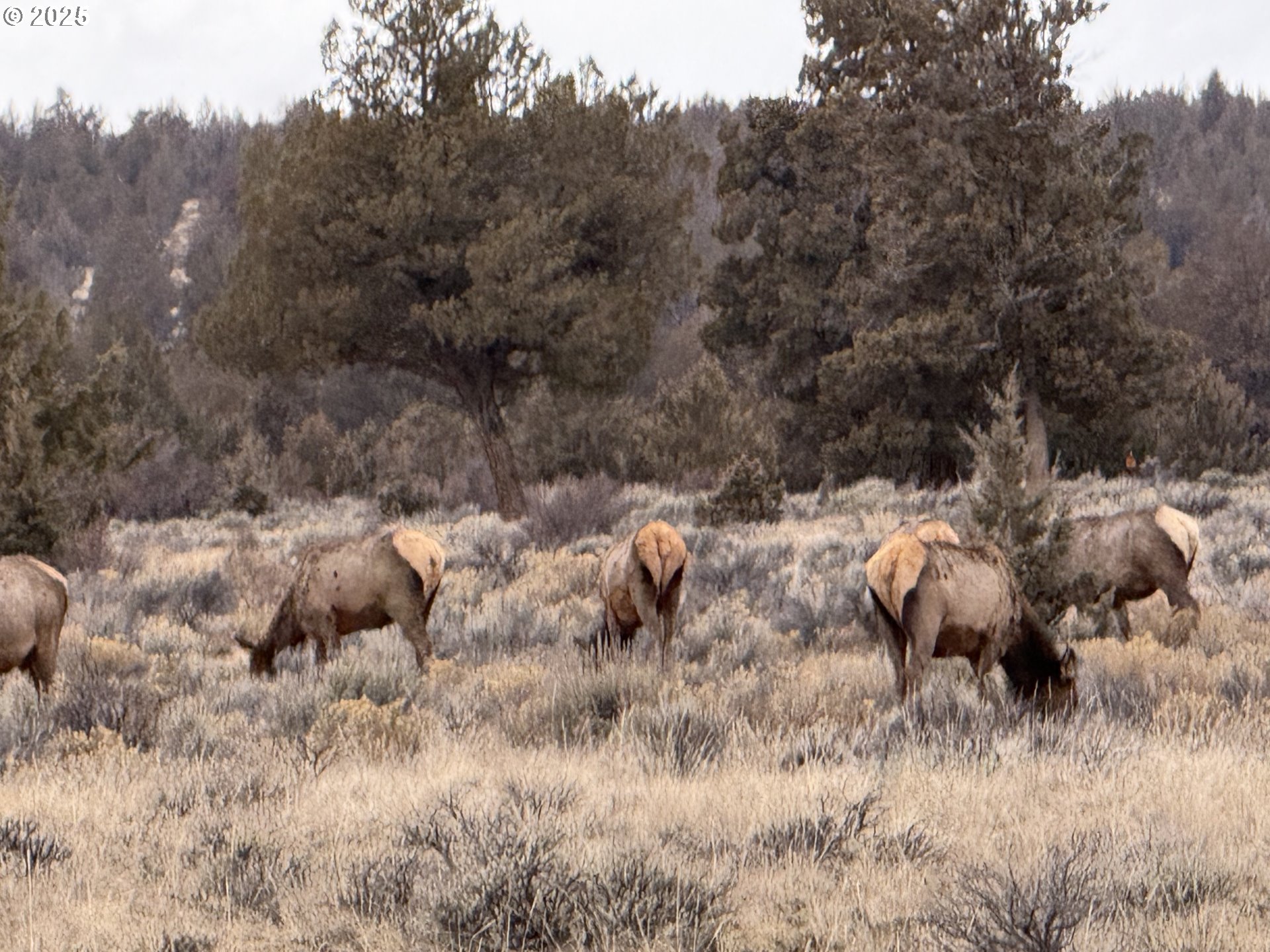12510 Southwest Geneva Road Culver, OR 97734 - Photo 32 of 47 a view of a forest