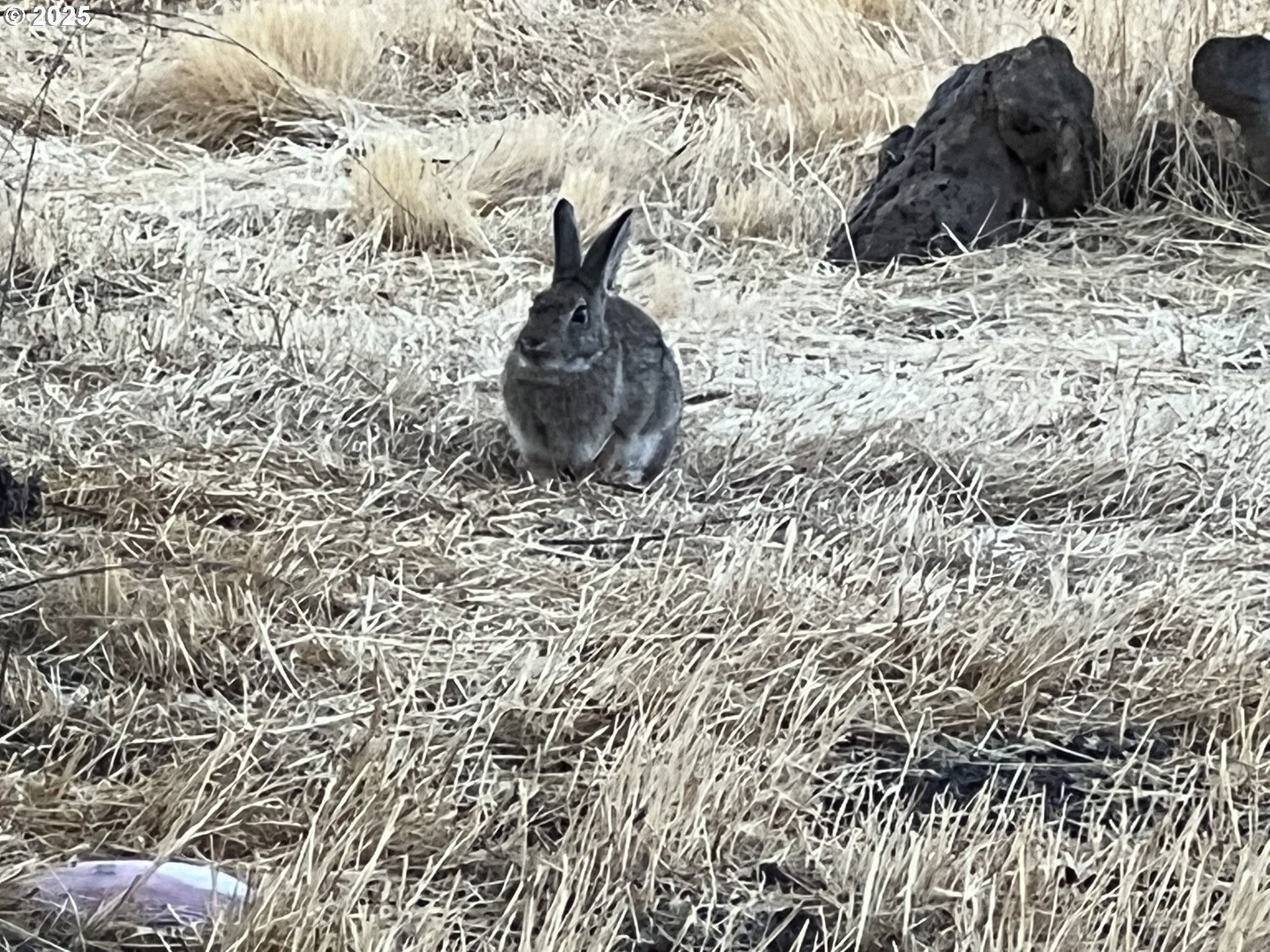 12510 Southwest Geneva Road Culver, OR 97734 - Photo 33 of 47 a vase of flowers sitting on a table