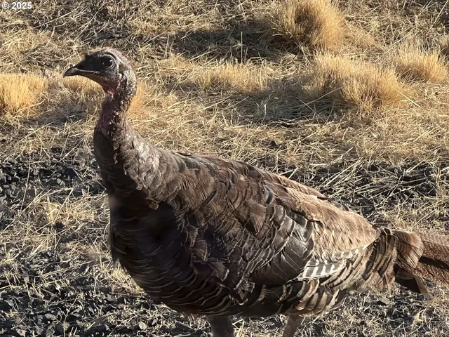 $625,000 | 12510 Southwest Geneva Road, Culver, OR 97734