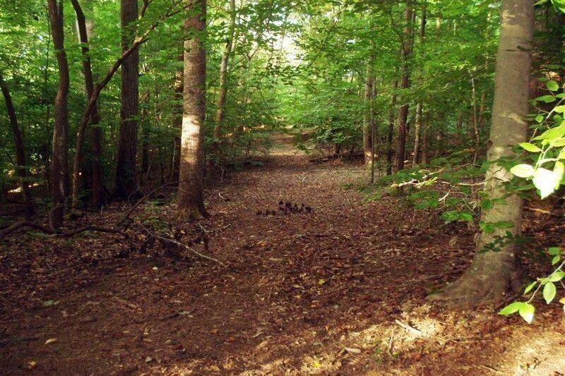 511 Fontaine Road Southwest Mableton, GA 30126 - Photo 11 of 11 a view of a forest with trees in the background