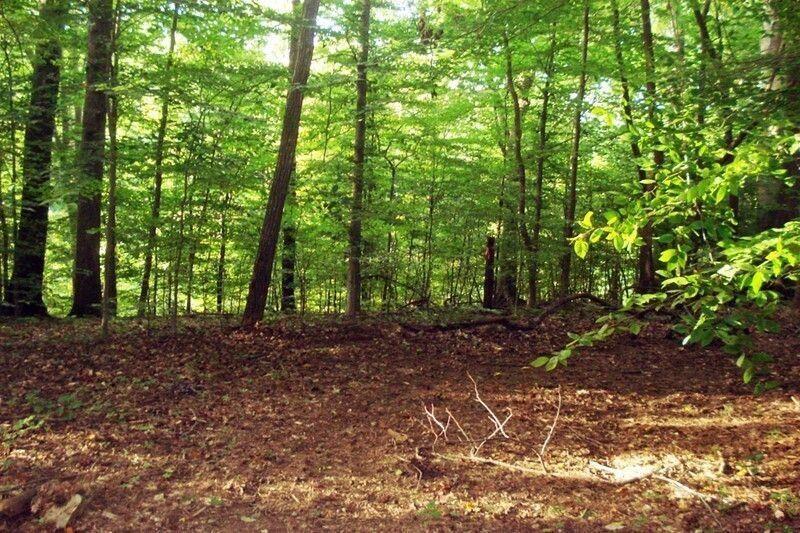 511 Fontaine Road Southwest Mableton, GA 30126 - Photo 10 of 11 a view of a forest that has large trees