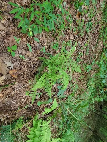 $339,900 | 385 McClain Mountain Road, Jasper, GA 30143