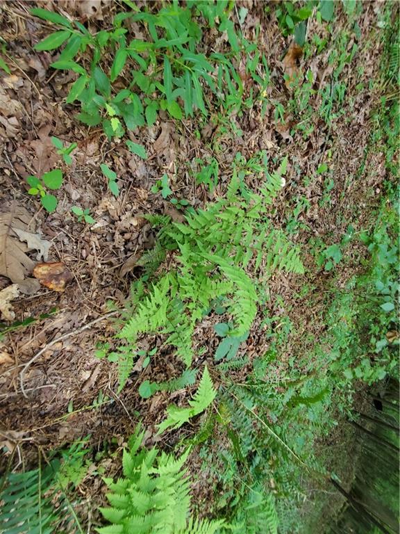 385 McClain Mountain Road Jasper, GA 30143 - Photo 57 of 61