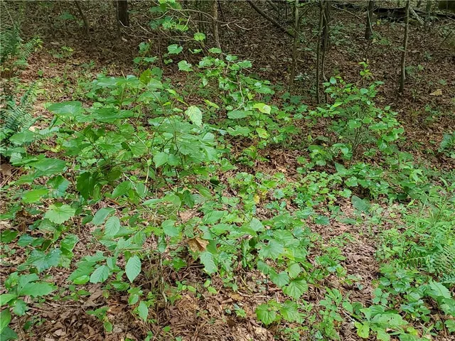 $339,900 | 385 McClain Mountain Road, Jasper, GA 30143