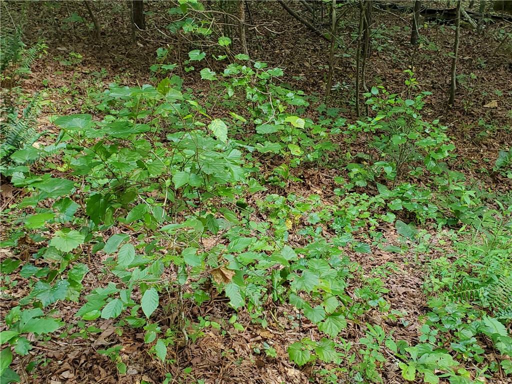 385 McClain Mountain Road Jasper, GA 30143 - Photo 58 of 61