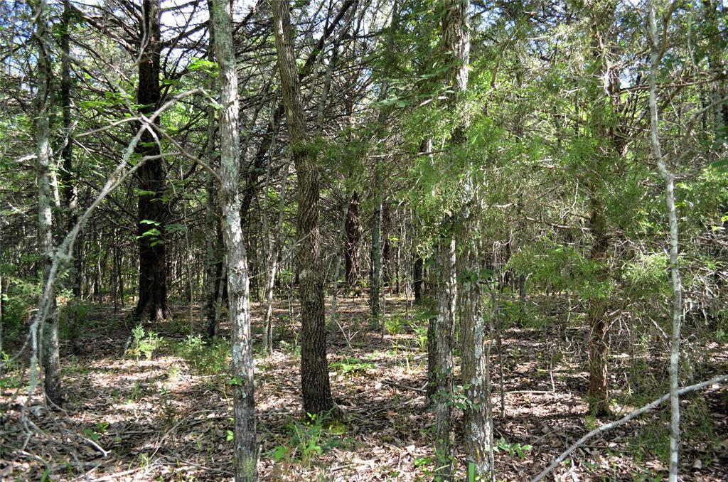 760 County Road, Unit 2315 Eustace, TX 75124 - Photo 9 of 19 a view of forest