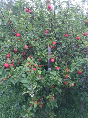 $1,150,000 | 41273 Swede Alley, Hinckley, MN 55037