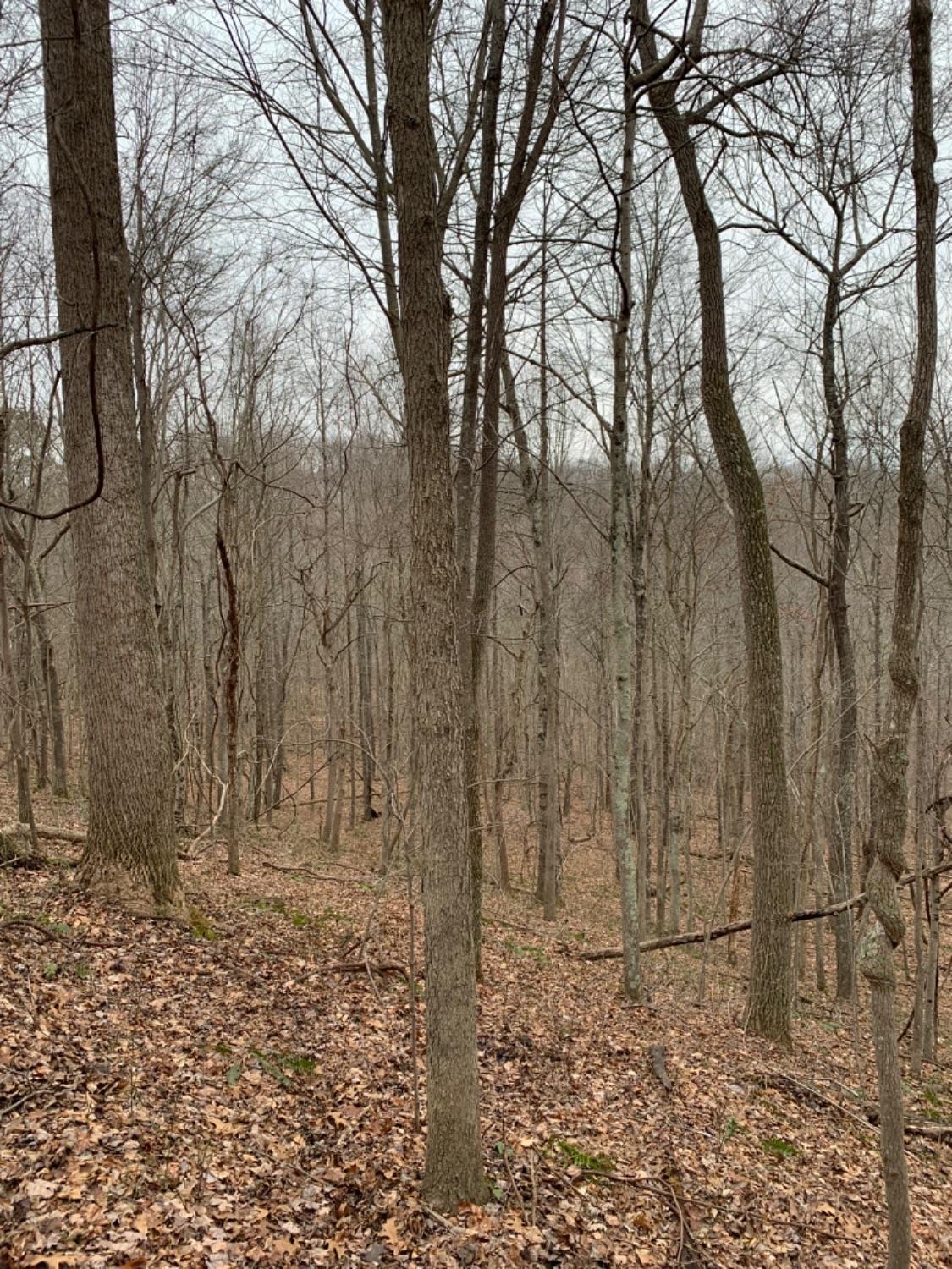 0 Bear Run Road South Webster, OH 45682 - Photo 19 of 48 Gallery Image 19